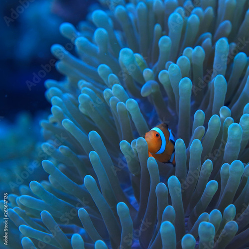 clown fish coral reef / macro underwater scene, view of coral fish, underwater diving © kichigin19