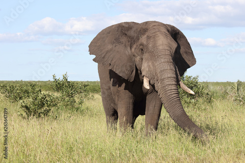 Afrikanischer Elefant / African elephant / Loxodonta africana © Ludwig