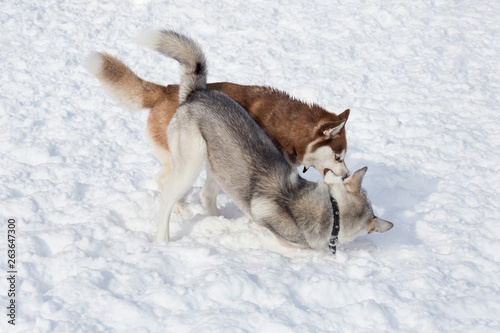 Two siberian husky are playing on a white snow in the park. Pet animals.