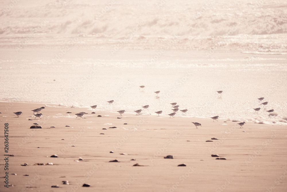 Calidris seabirds look for food by the ocean Calidris seabirds look for food by the ocean