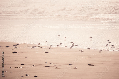 Calidris seabirds look for food by the ocean