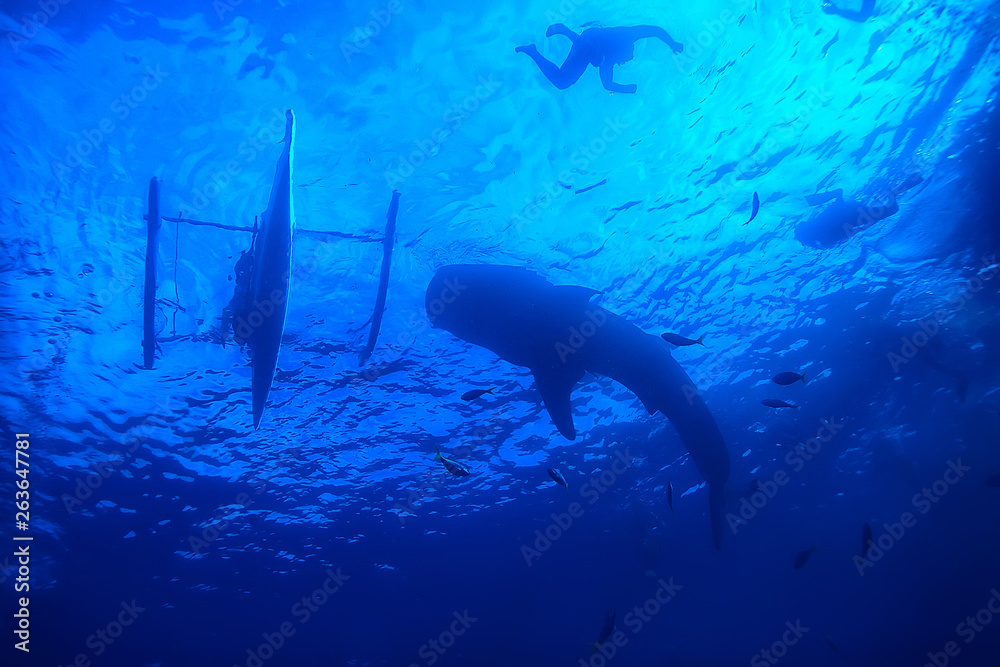 Fototapeta premium whale shark scene landscape / abstract underwater big sea fish, adventure, diving, snorkeling