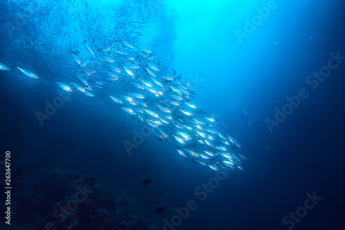 lot of small fish in the sea under water   fish colony  fishing  ocean wildlife scene