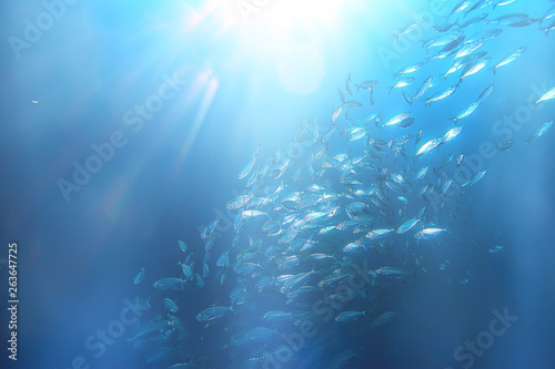 sun rays scuba reef   blue sea  abstract background  sunny day  rays in water