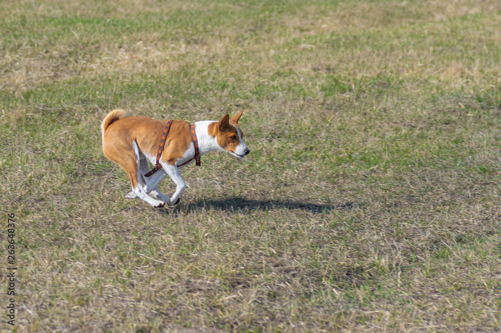 Basenji dog galloping in spring fields. The dog recovered after the left hind foot fracture surgery.