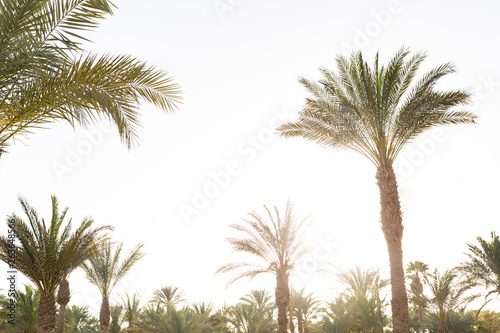 many Palm tree sunset with effect vintage with copy space