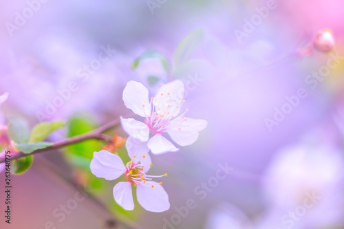 Sakura blossom on pastel background, spring flowers. 