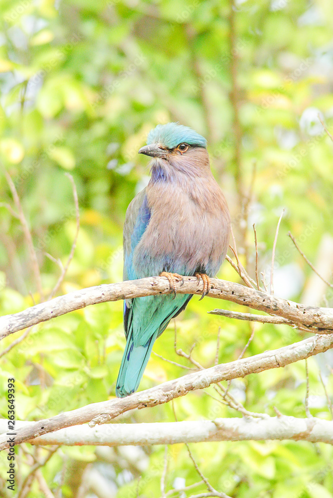 Indian Roller (Coracias benghalensis) on the branch. They are found widely across tropical Asia. Indian Roller (Coracias benghalensis) on the branch. They are found widely across tropical Asia.