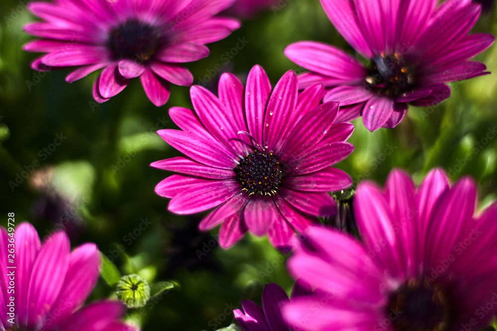 Purple flower with grass