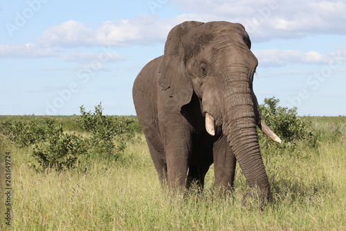 Afrikanischer Elefant / African elephant / Loxodonta africana