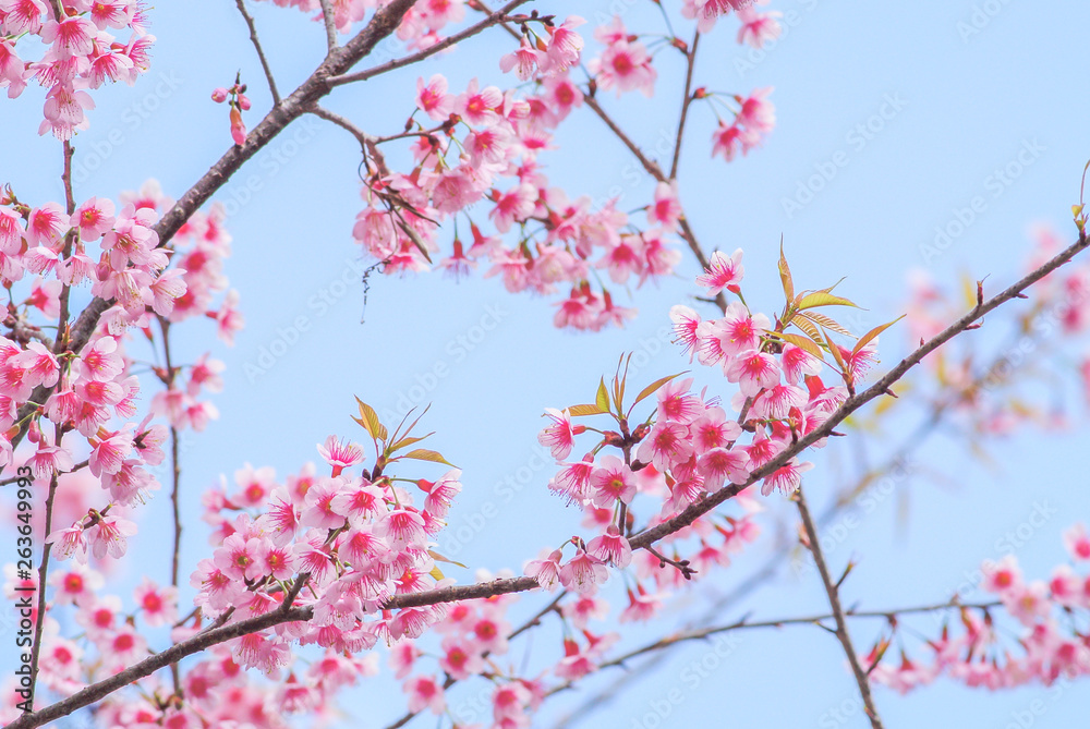 Spring time with beautiful cherry blossoms, pink sakura flowers.. Spring time with beautiful cherry blossoms, pink sakura flowers..