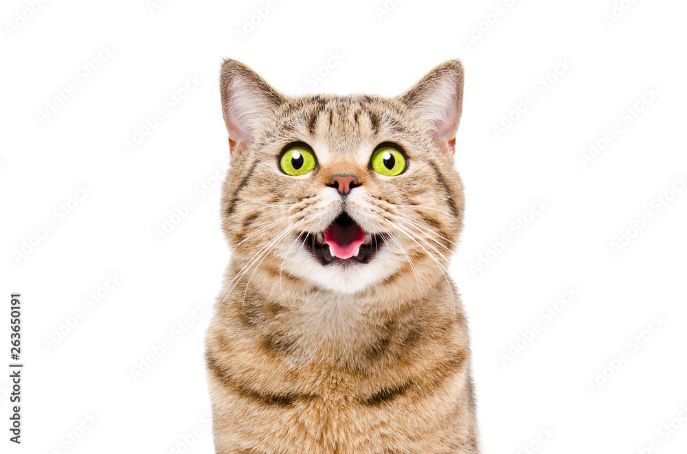 Portrait of a beautiful cat Scottish Straight, closeup, isolated on white background