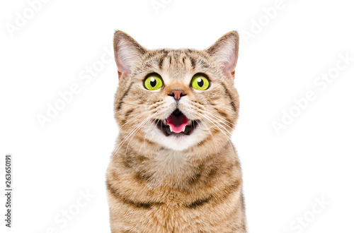 Obraz na płótnie Portrait of a beautiful cat Scottish Straight, closeup, isolated on white backgr