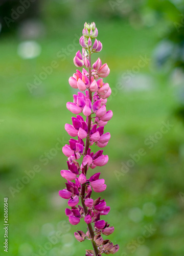 beautiful wild flower in the meadow: color fuchsia