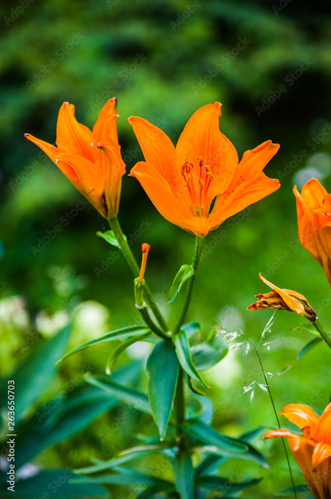 Fototapeta premium beautiful wild flower in the meadow: color orange