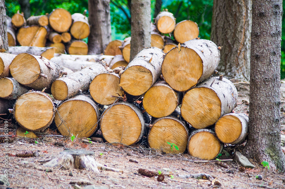 trunks of trees cut in the forest trunks of trees cut in the forest