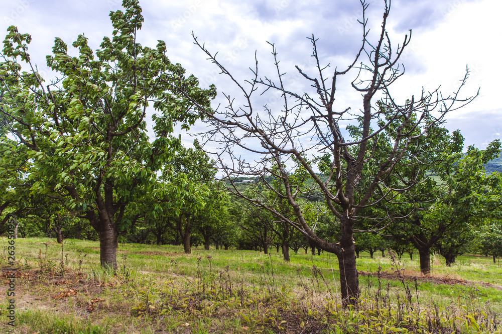 Organic red and sweet Ripening cherries on cherry trees in orchard in early summer