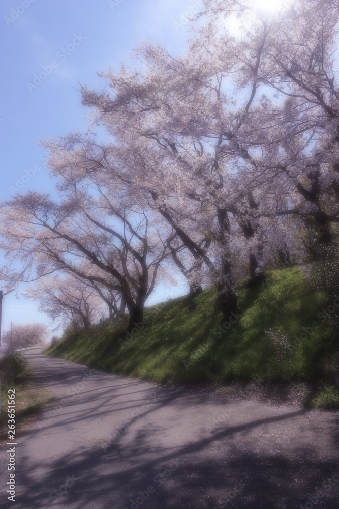 Obraz premium ソフトフォーカスした桜並木と坂道の風景