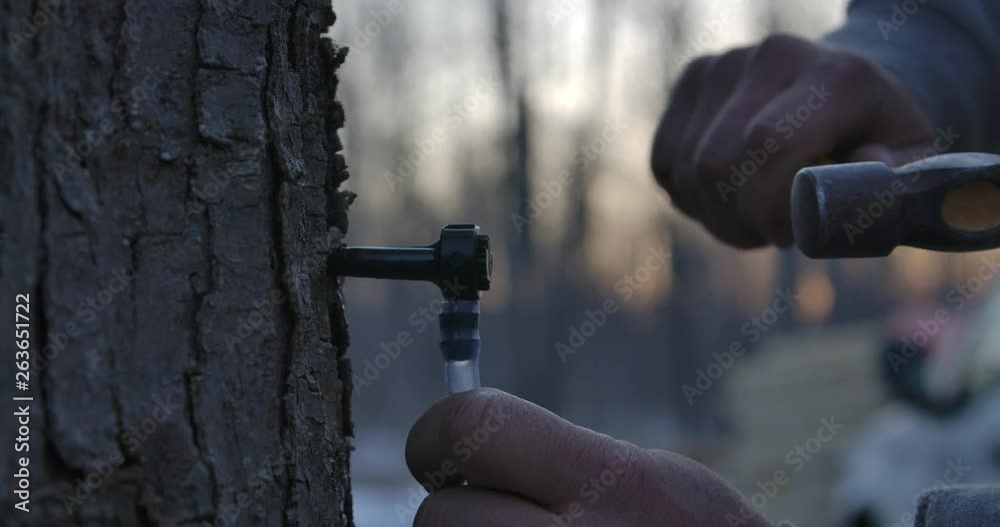 Tapping a Maple Tree in Ontario Canada