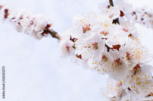 apricot flowers in the spring