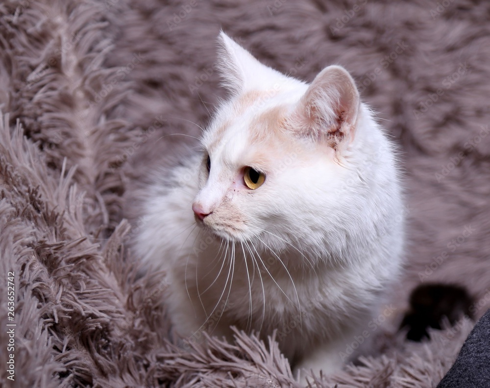 Fototapeta premium beautiful funny cat