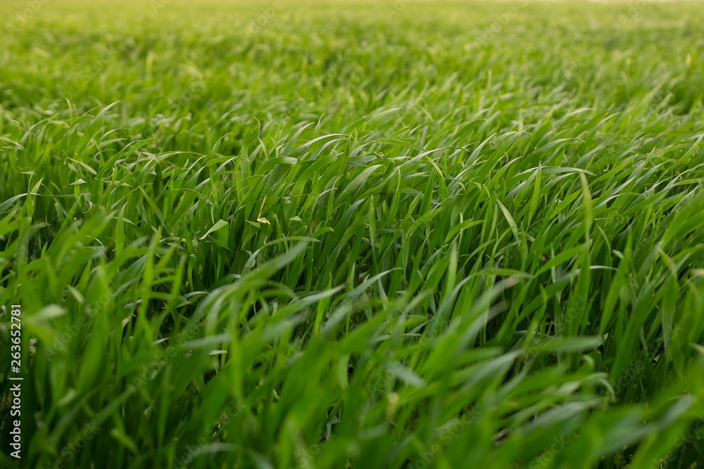 green grass and beautiful sun green grass and beautiful sun