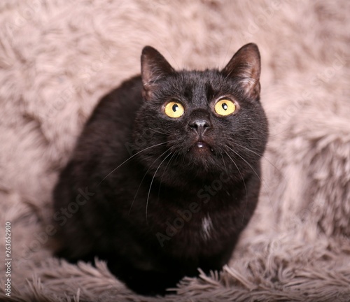 beautiful funny cat