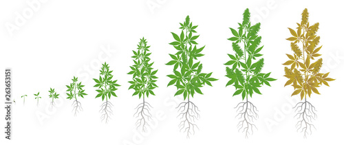 The Growth Cycle of hemp plant. Marijuana phases set. Cannabis indica ripening period. The life stages. Weed Growing. Isolated vector illustration on white background.