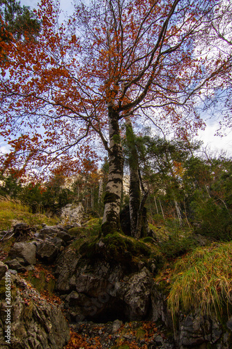 Auttum forest landscape at ainsa, huesca, spain