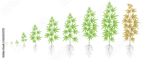 The Growth Cycle of hemp plant. Marijuana phases set. Cannabis sativa ripening period. The life stages. Weed Growing. Isolated vector illustration on white background.