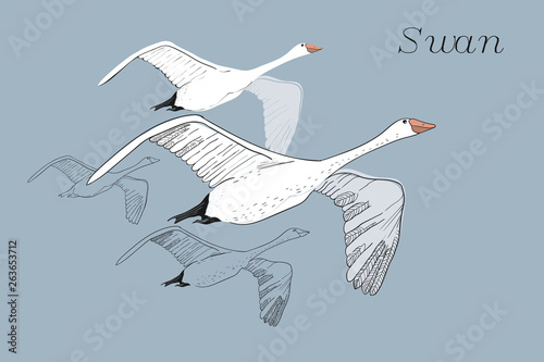 illustration of drawing Flying Swans. Hand drawn, doodle graphic design with birds. Isolated object on blue backdrop.