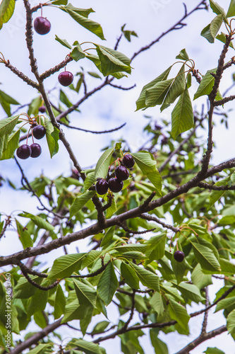 Organic red ripe cherries on a tree branch. Selective focus