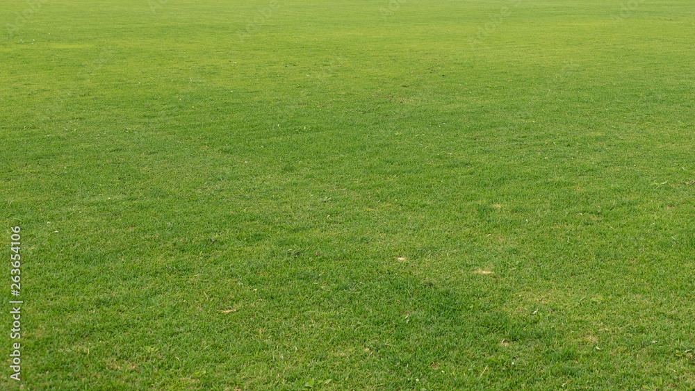 The equal green well-groomed lawn is accurately cut The equal green well-groomed lawn is accurately cut
