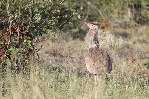 Riesentrappe / Kori bustard / Andreotis kori. photo