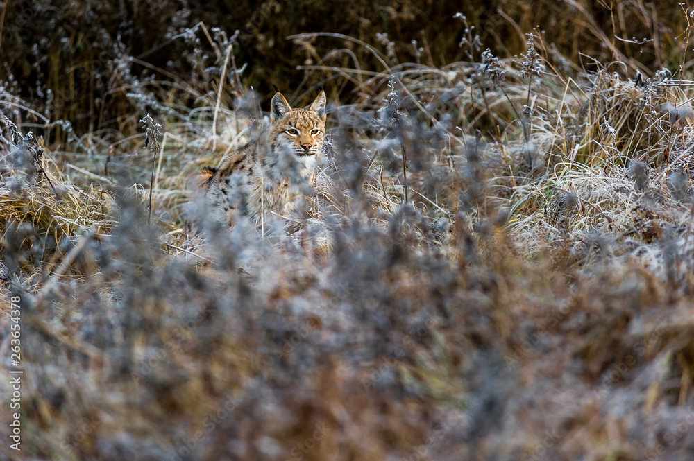 Obraz premium Eurasian lynx (Lynx lynx) in winter nature, Slovakia