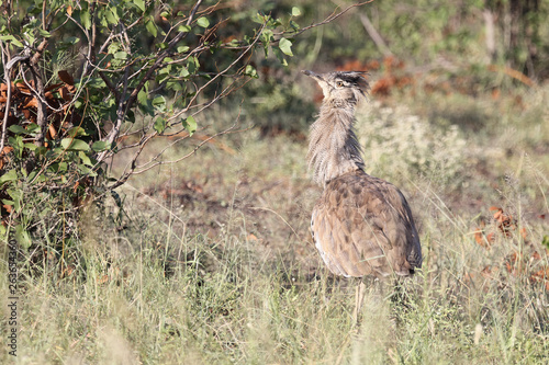 Riesentrappe / Kori bustard / Andreotis kori. photo