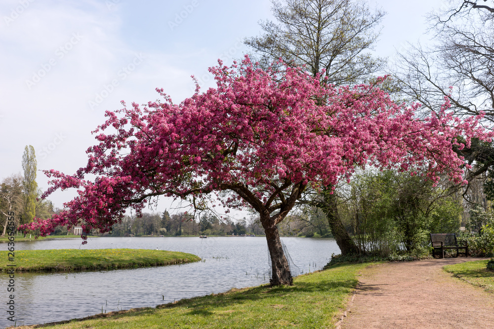 Decorative red tree flowers blooming at springtime in the park