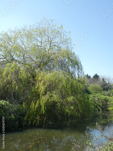 willow tree by river