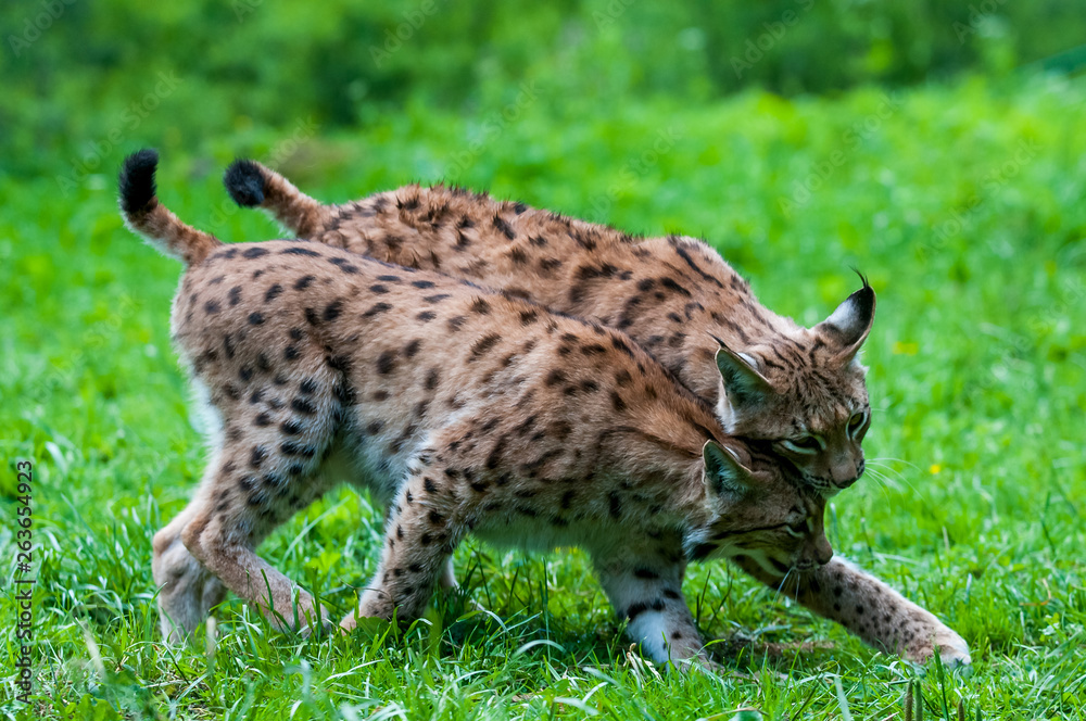 Euarasian Lynx (Lynx lynx) siblings in nature of National Park Velka Fatra, Slovakia Euarasian Lynx (Lynx lynx) siblings in nature of National Park Velka Fatra, Slovakia