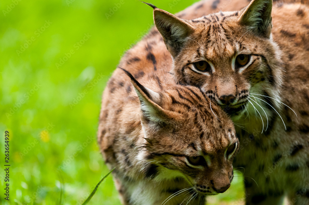 Euarasian Lynx (Lynx lynx) siblings in nature of National Park Velka Fatra, Slovakia Euarasian Lynx (Lynx lynx) siblings in nature of National Park Velka Fatra, Slovakia