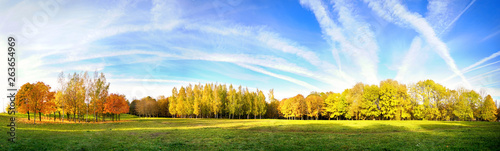 Beautiful bright autumn nature panoramic landscape with golden yellow and and orange trees glows in sun on background of blue sky with white cirrus clouds, copy cpace.