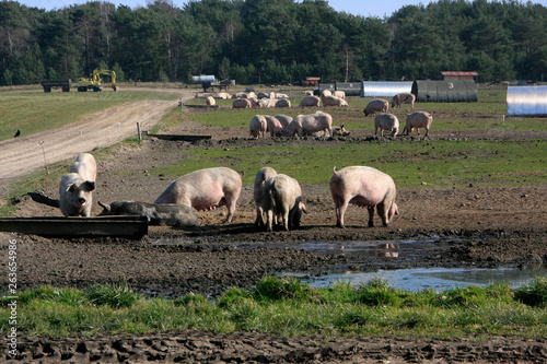 Piglet production in outdoor rearing photo