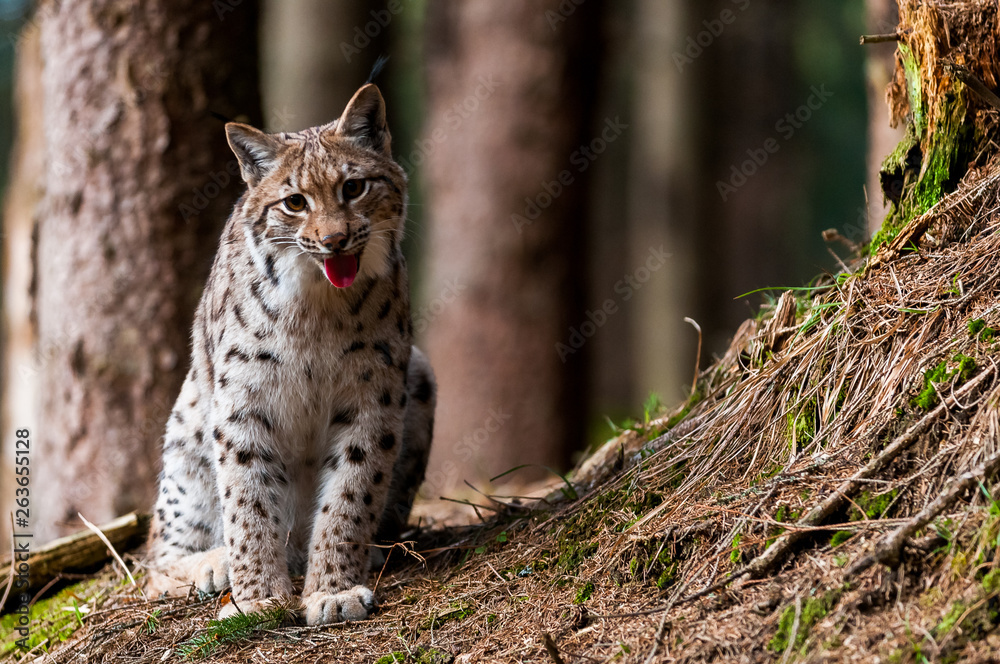 Resting eurasian lynx (Lynx lynx) in carpathian forrest, Slovakia Resting eurasian lynx (Lynx lynx) in carpathian forrest, Slovakia