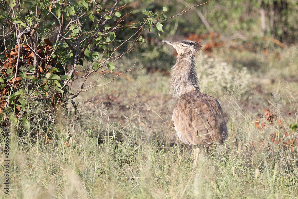 Riesentrappe / Kori bustard / Andreotis kori. Riesentrappe / Kori bustard / Andreotis kori.