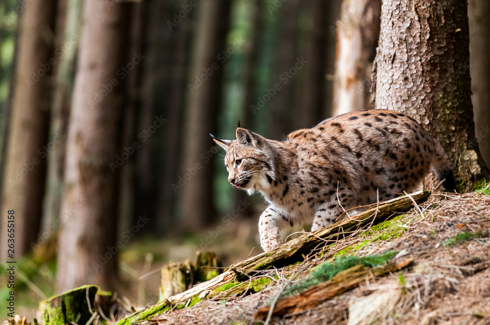 Young Eurasian lynx (Lynx lynx) walking in carpathian forrest, Slovakia