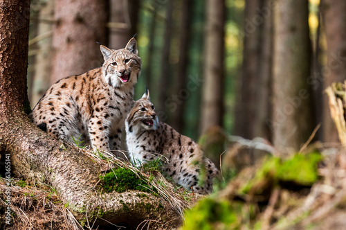 Euarasian Lynx (Lynx lynx) siblings in nature of National Park Velka Fatra, Slovakia