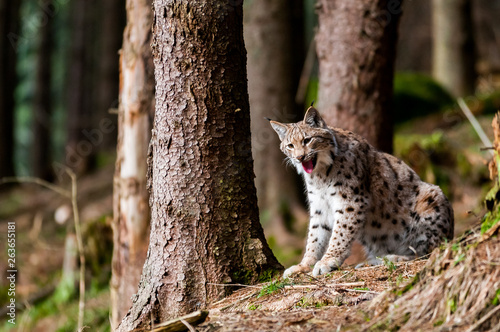 Fototapeta Naklejka Na Ścianę i Meble -  Resting eurasian lynx (Lynx lynx) in carpathian forrest, Slovakia
