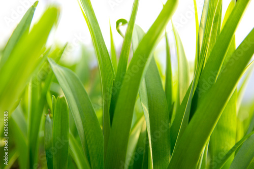 Fresh green grass with lit by the sun, closeup