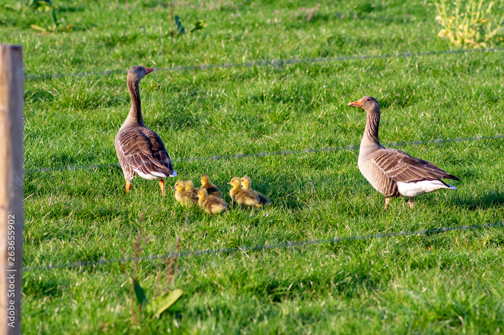 Pair geese parents with chicks walking in grass with fence in the foreground Pair geese parents with chicks walking in grass with fence in the foreground
