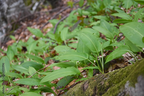 Ramson, Wild garlic in forest. Spring medicinal plant Allium ursinum also known as wild garlic, bear leek or bear's garlic